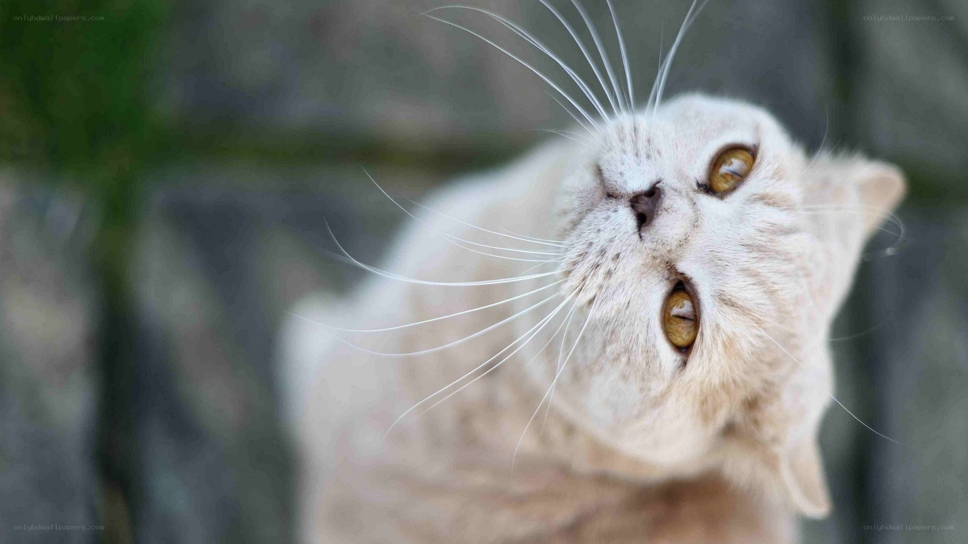 curious cat looking up