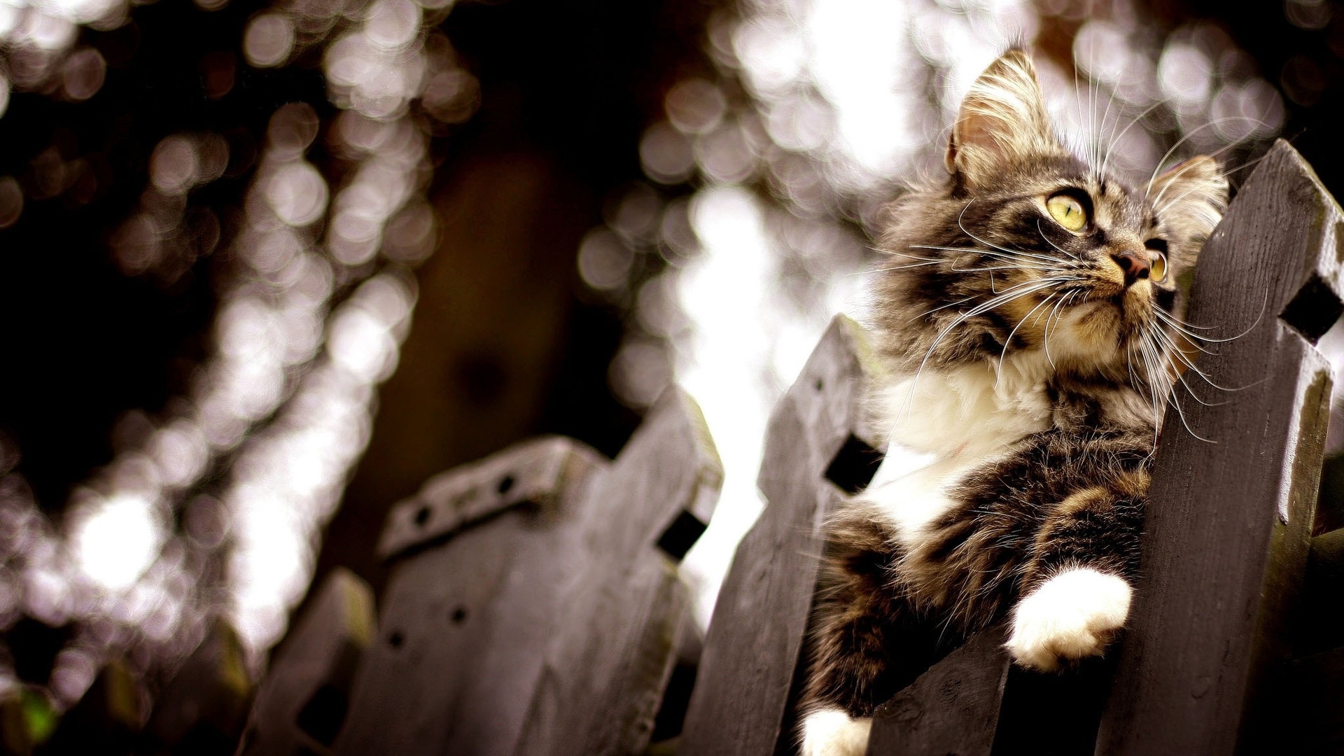 curious cat on fence