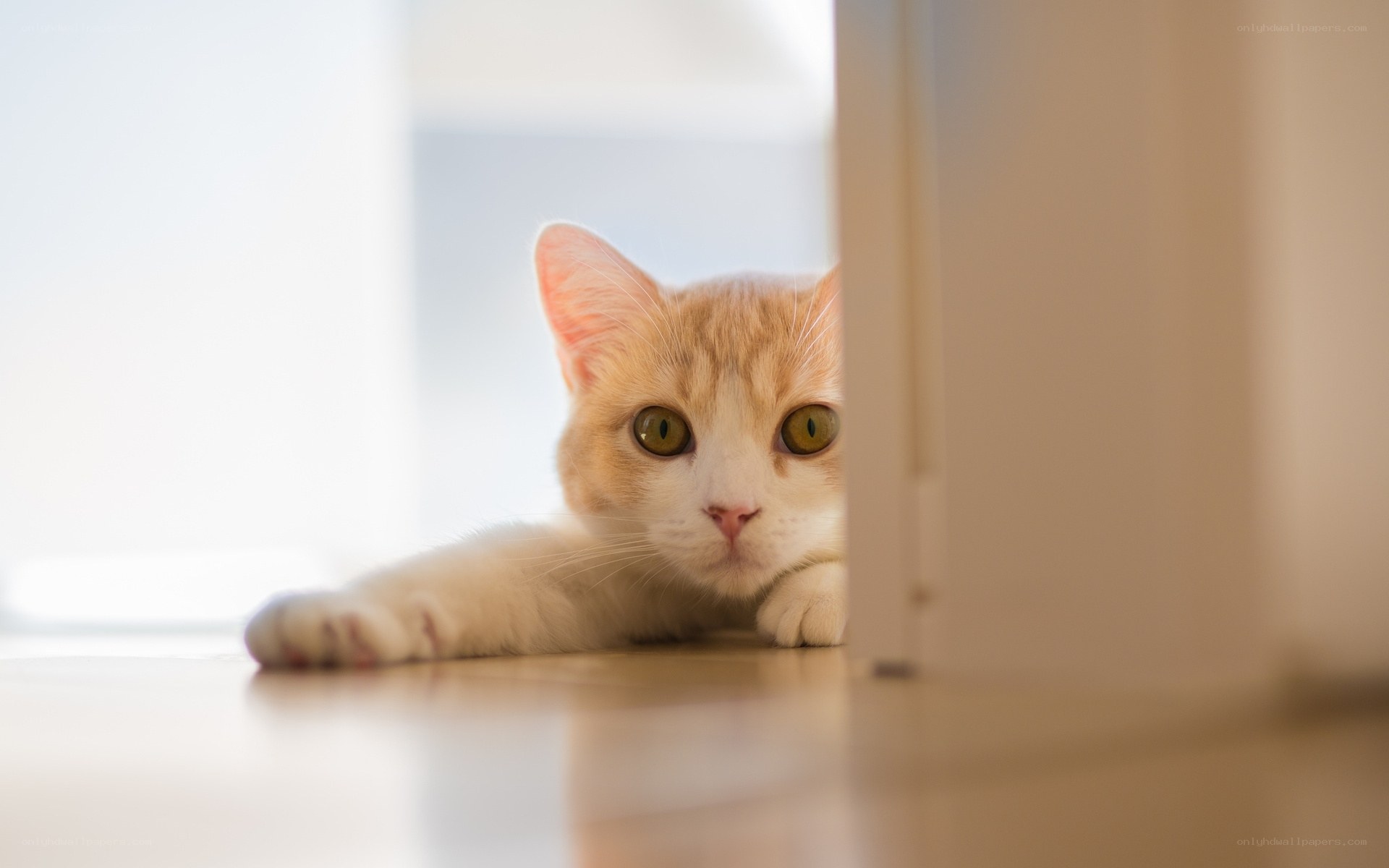 curious cat peeking from behind