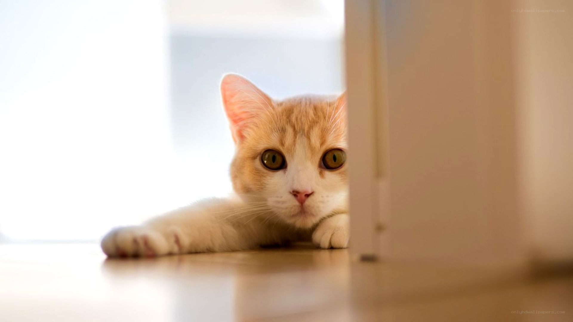 curious cat peeking from behind