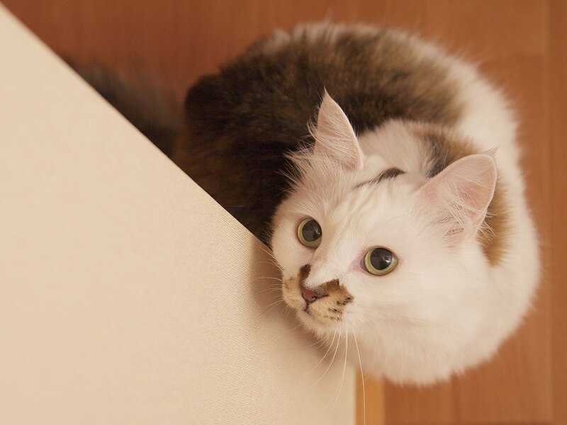 curious cat peeking from corner