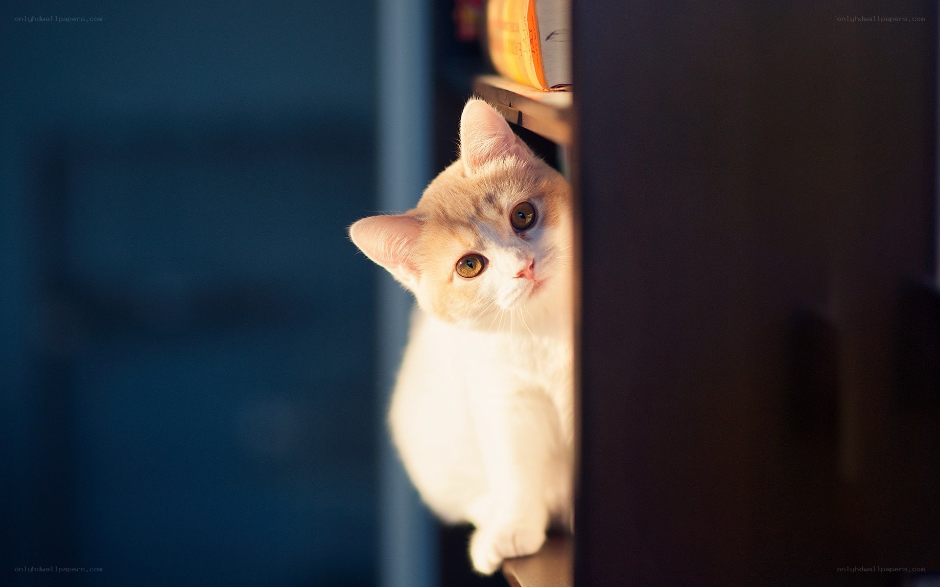 curious cat peeking from shelf