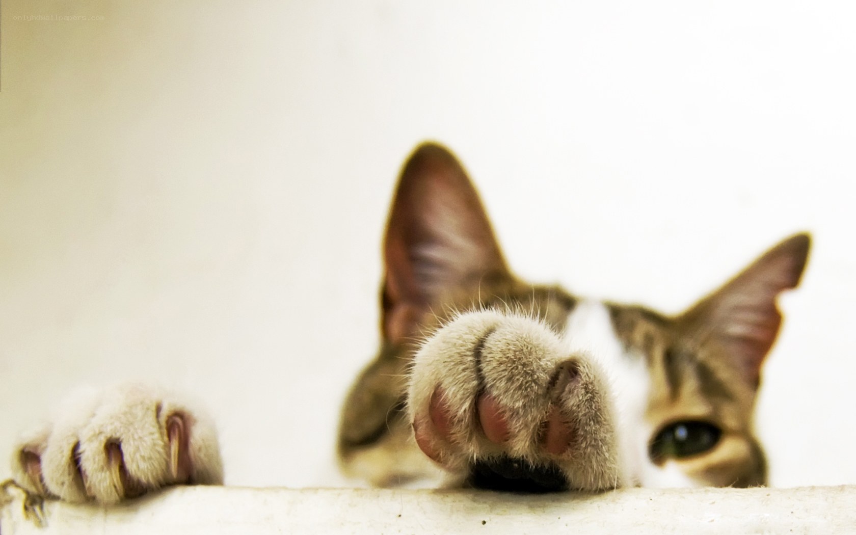 curious cat peeking over edge