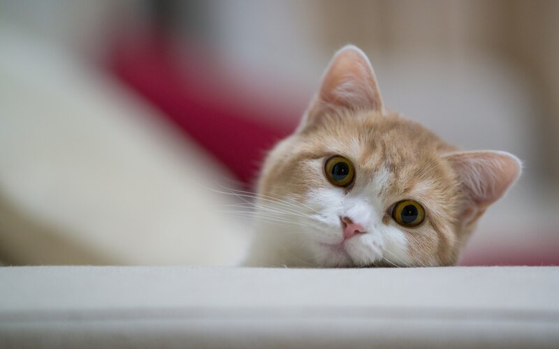 curious cat peeking over edge