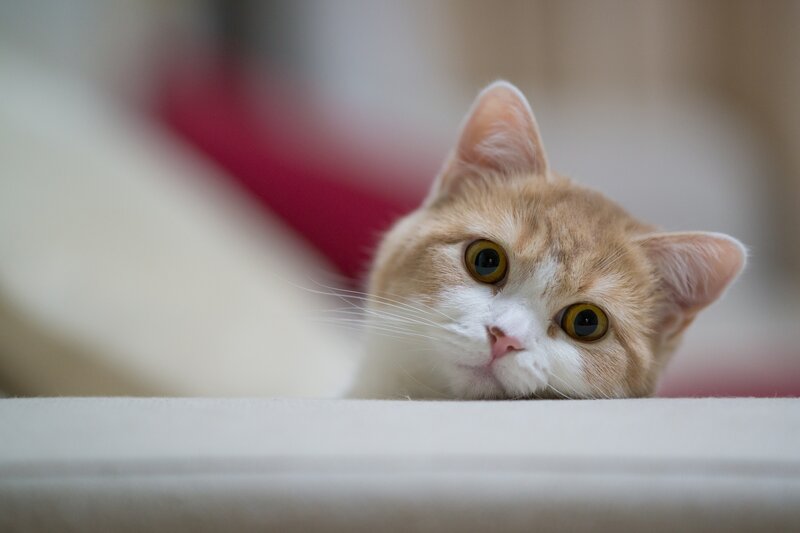 curious cat peeking over edge