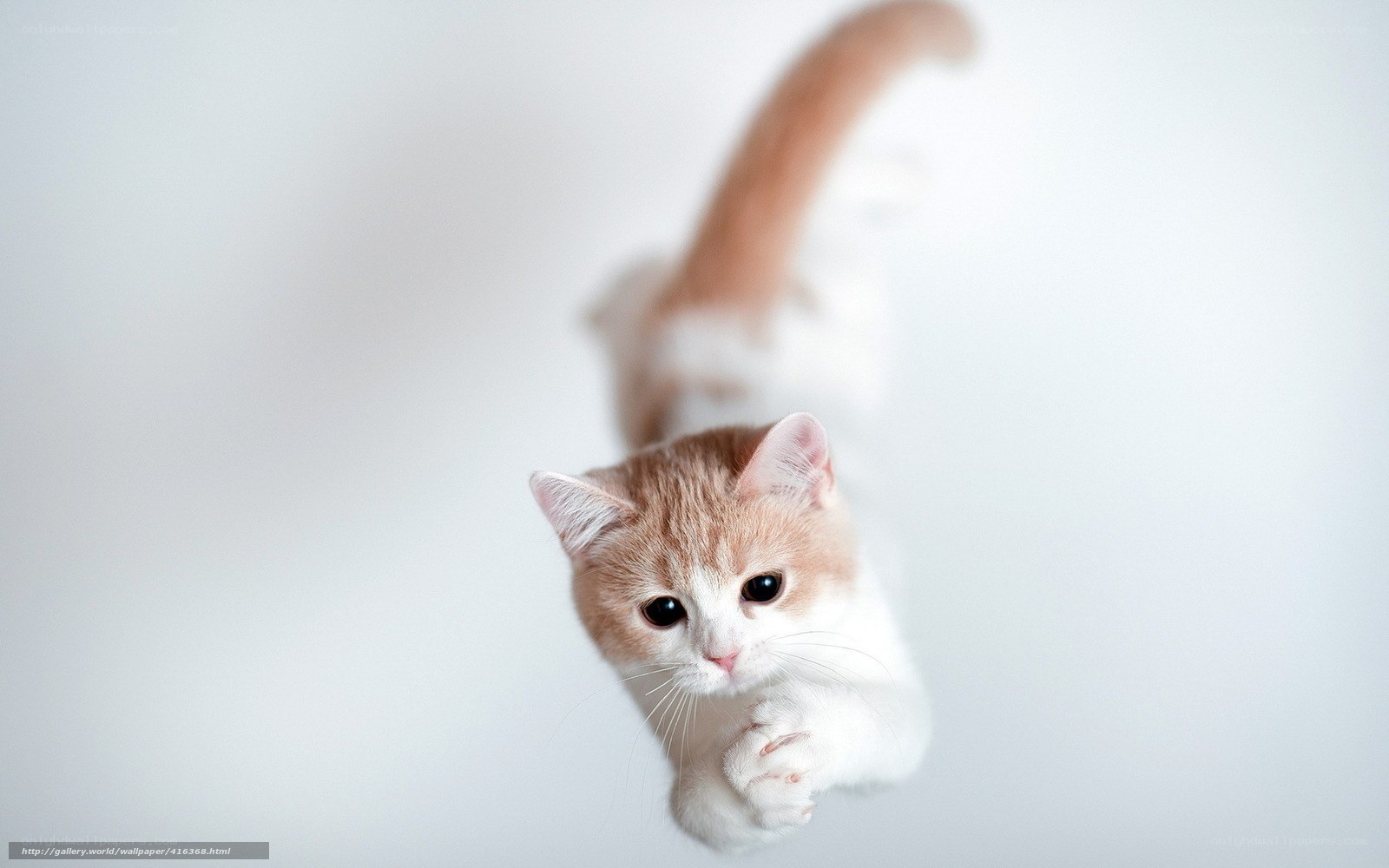 curious cat reaching out