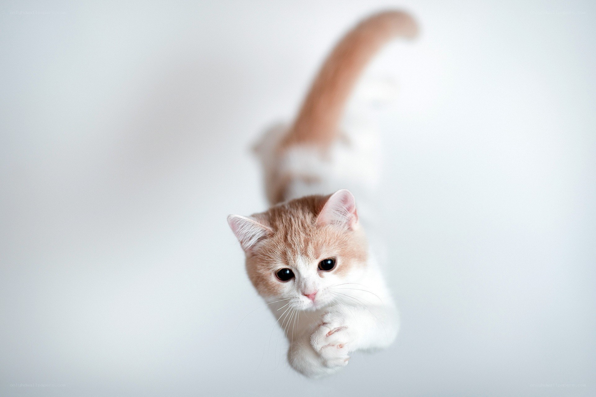 curious cat reaching up