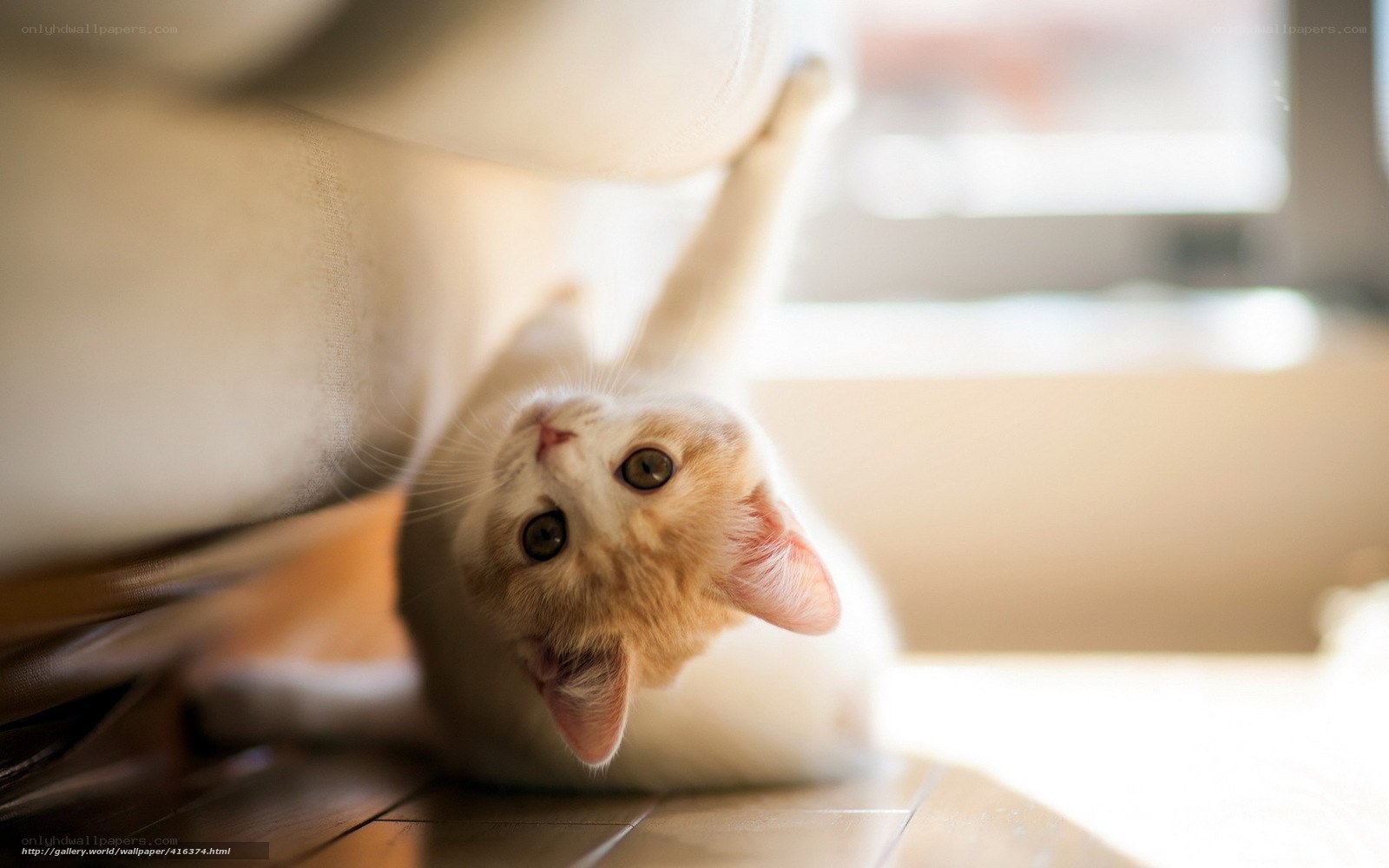 curious cat under furniture