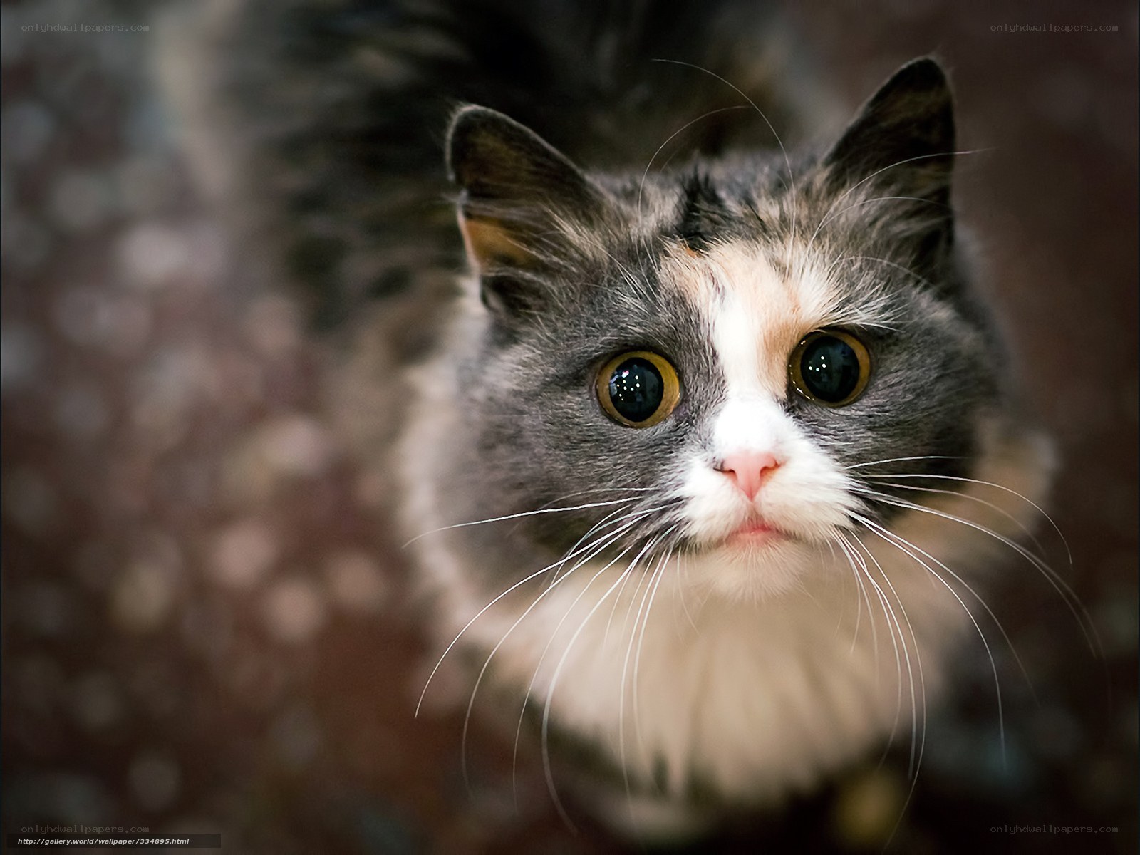 curious cat with big eyes