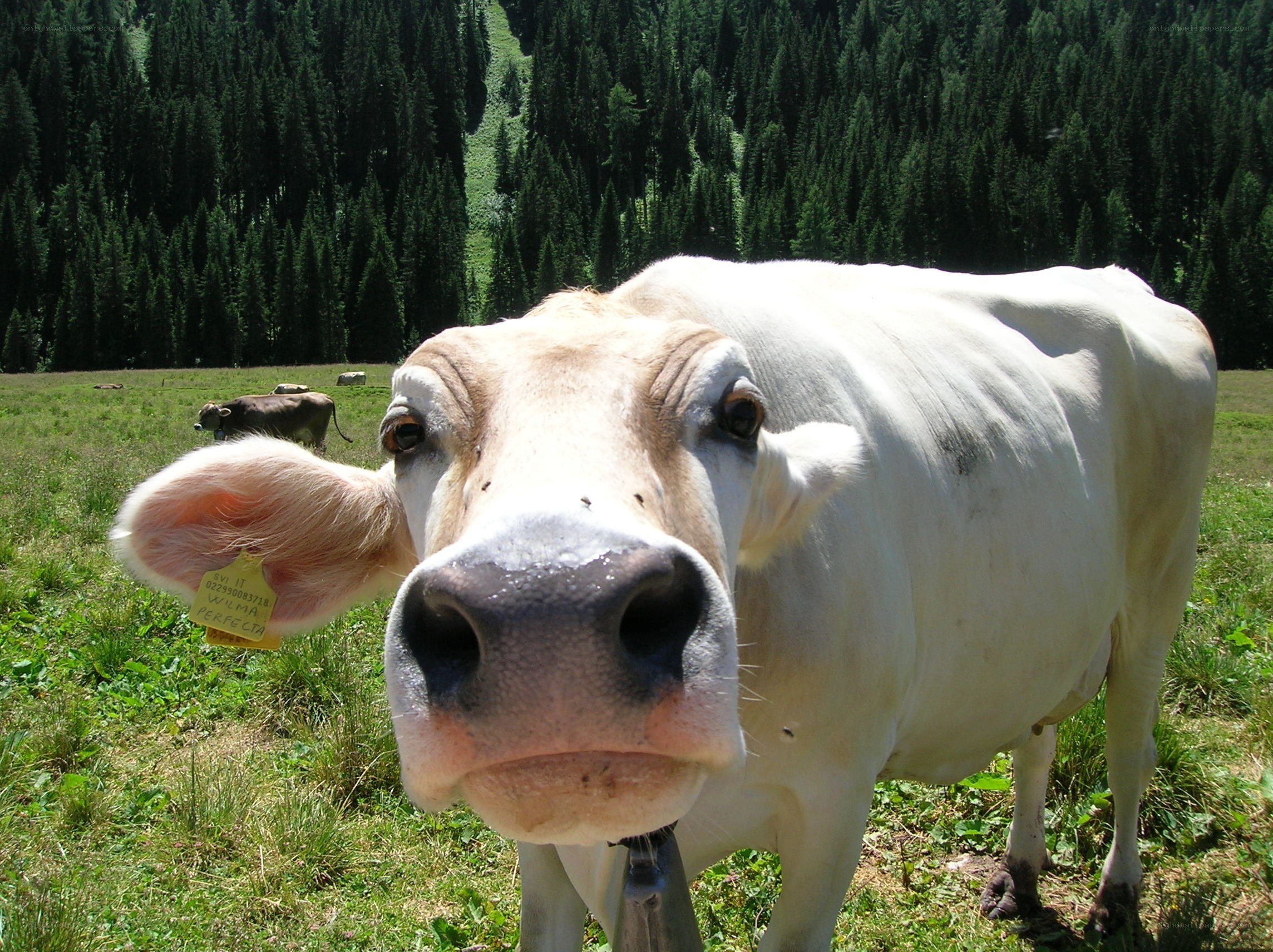 Curious cow in a meadow