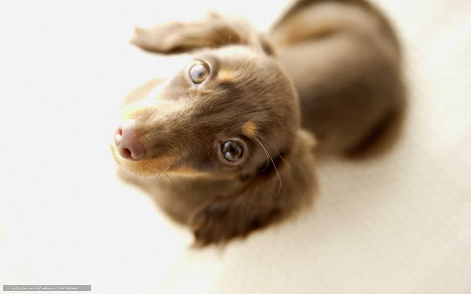 curious dachshund puppy