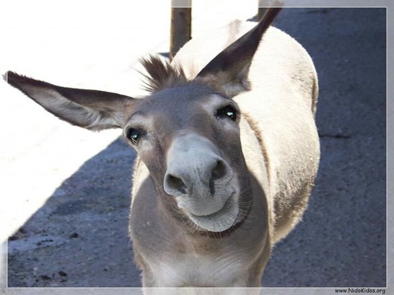 curious donkey looking at camera