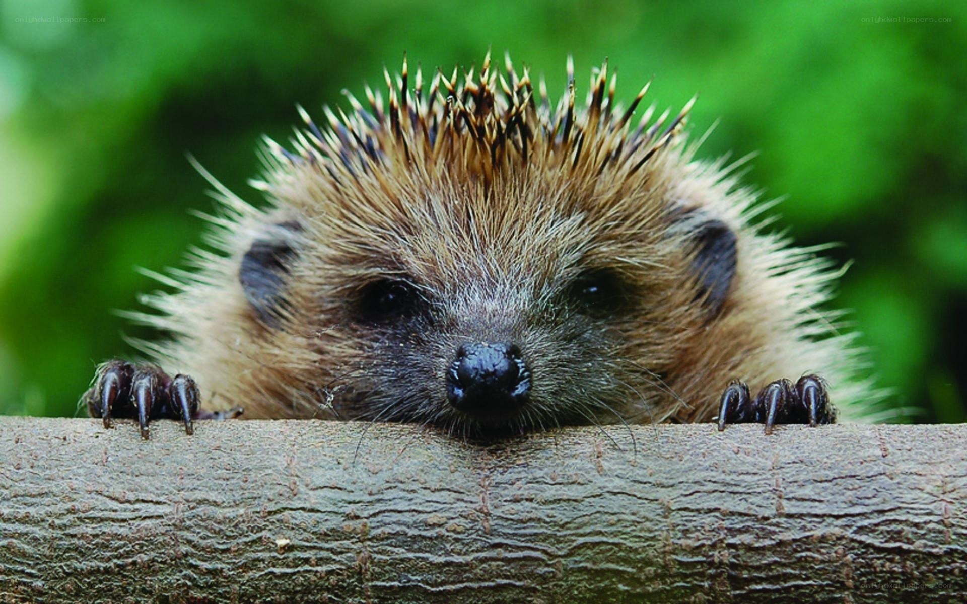 curious hedgehog on a branch