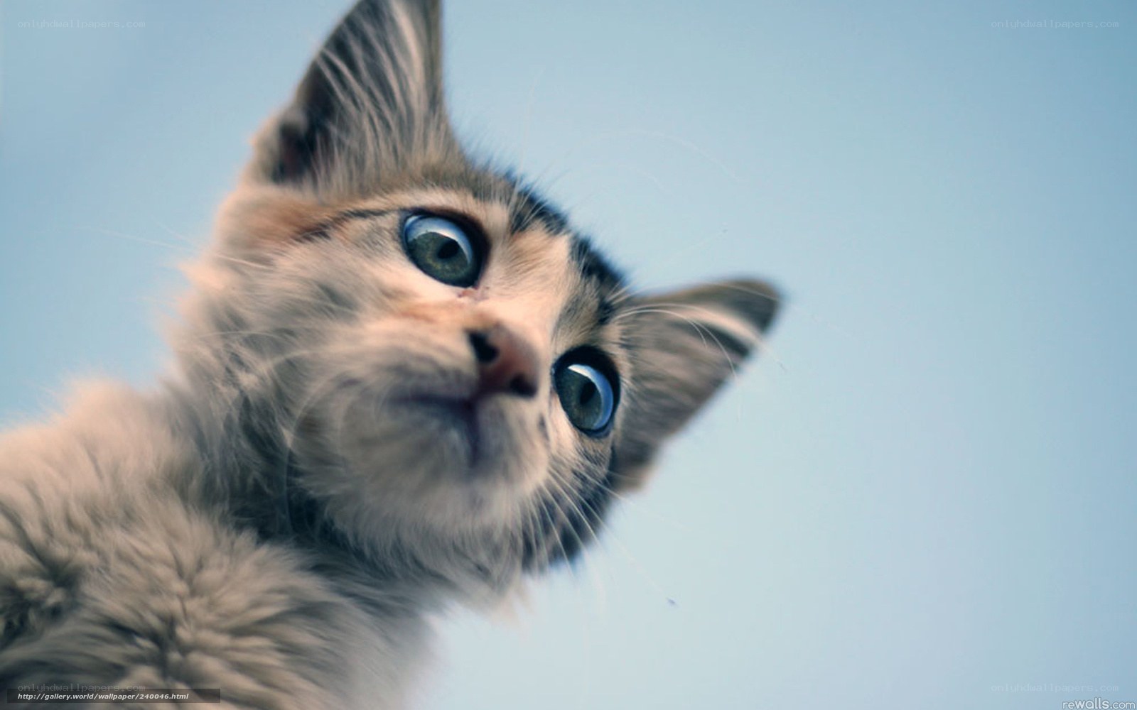 curious kitten looking up