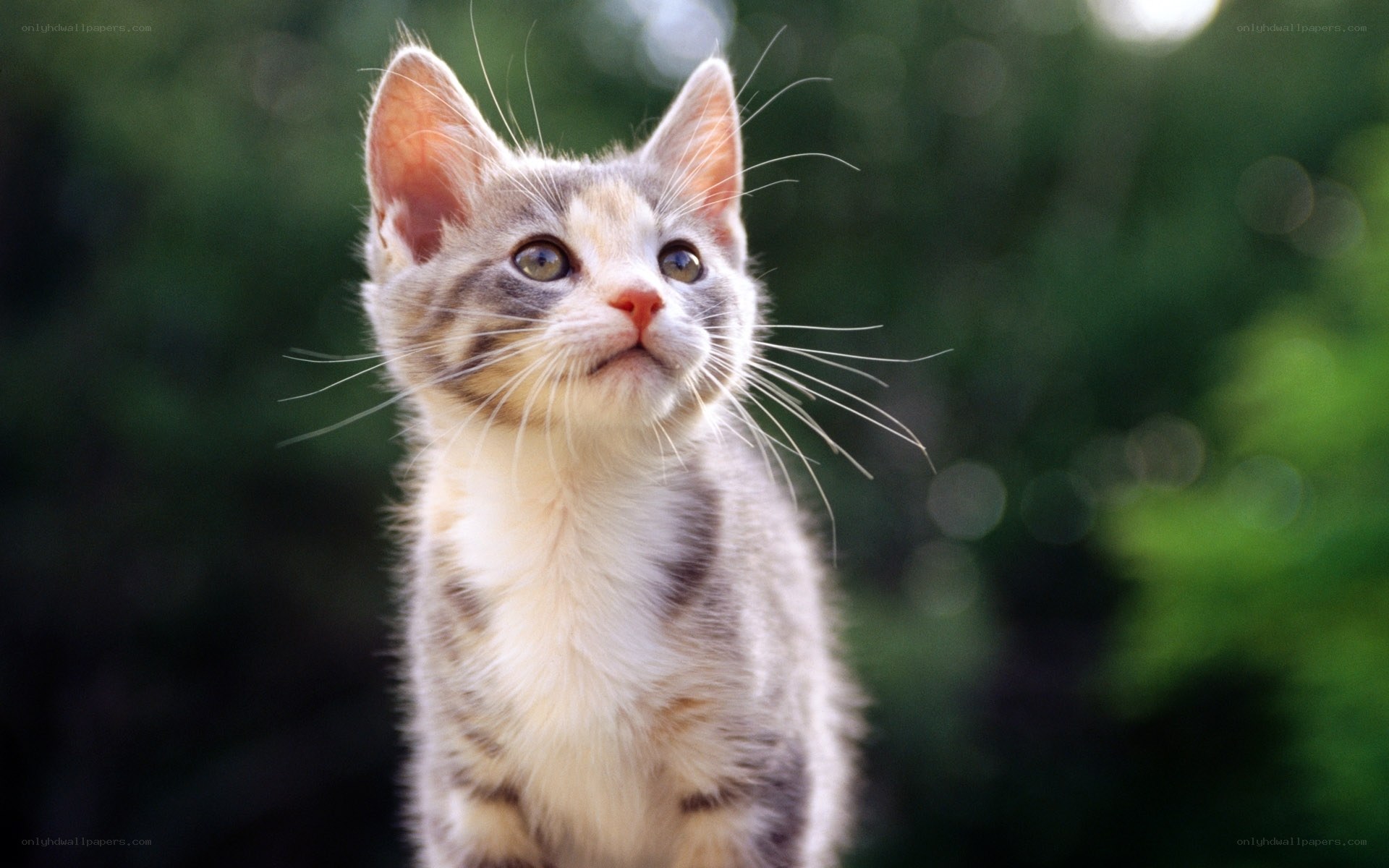 curious kitten looking up