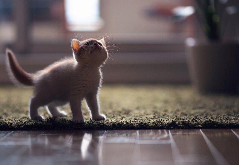 curious kitten on rug