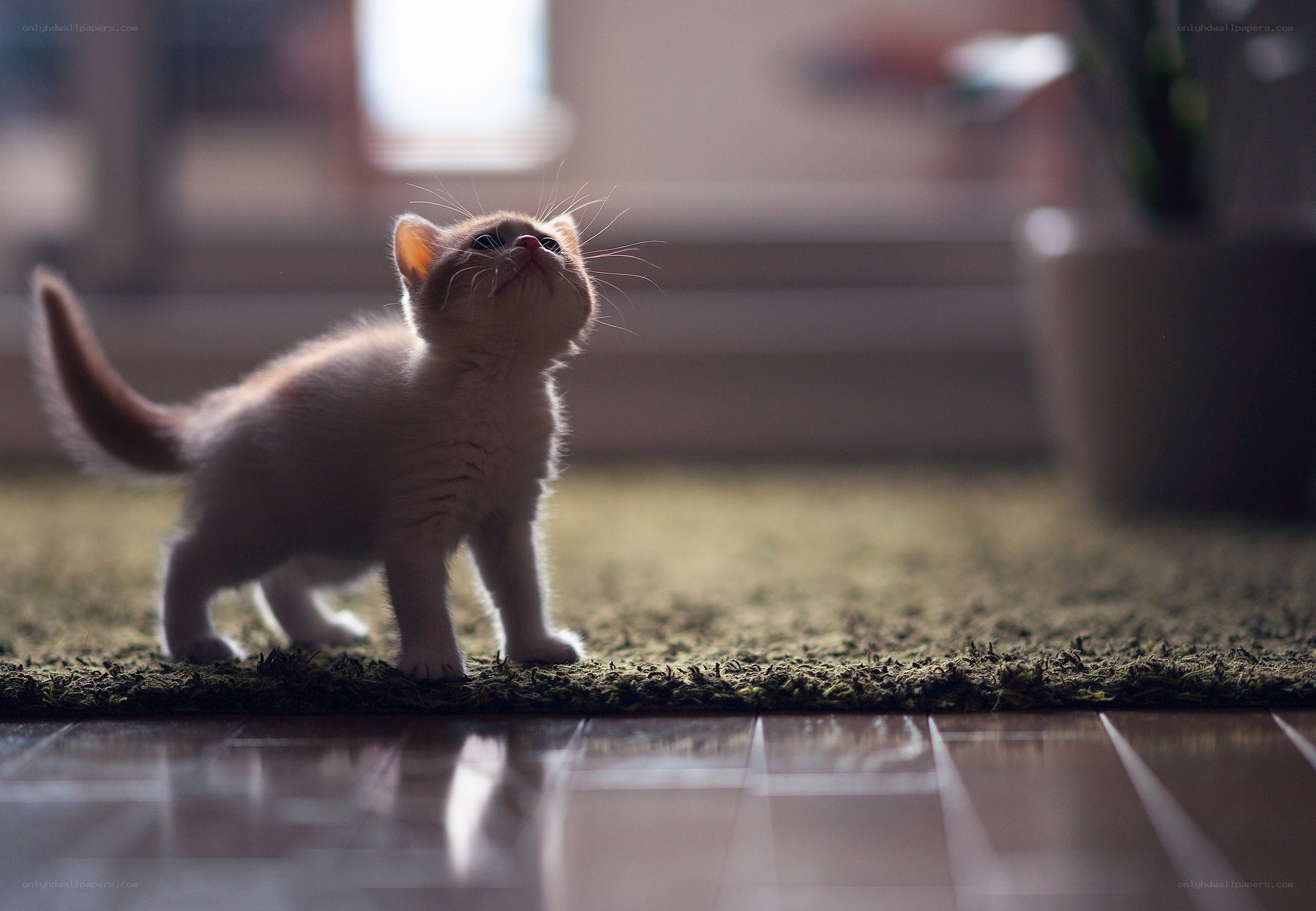 curious kitten on rug
