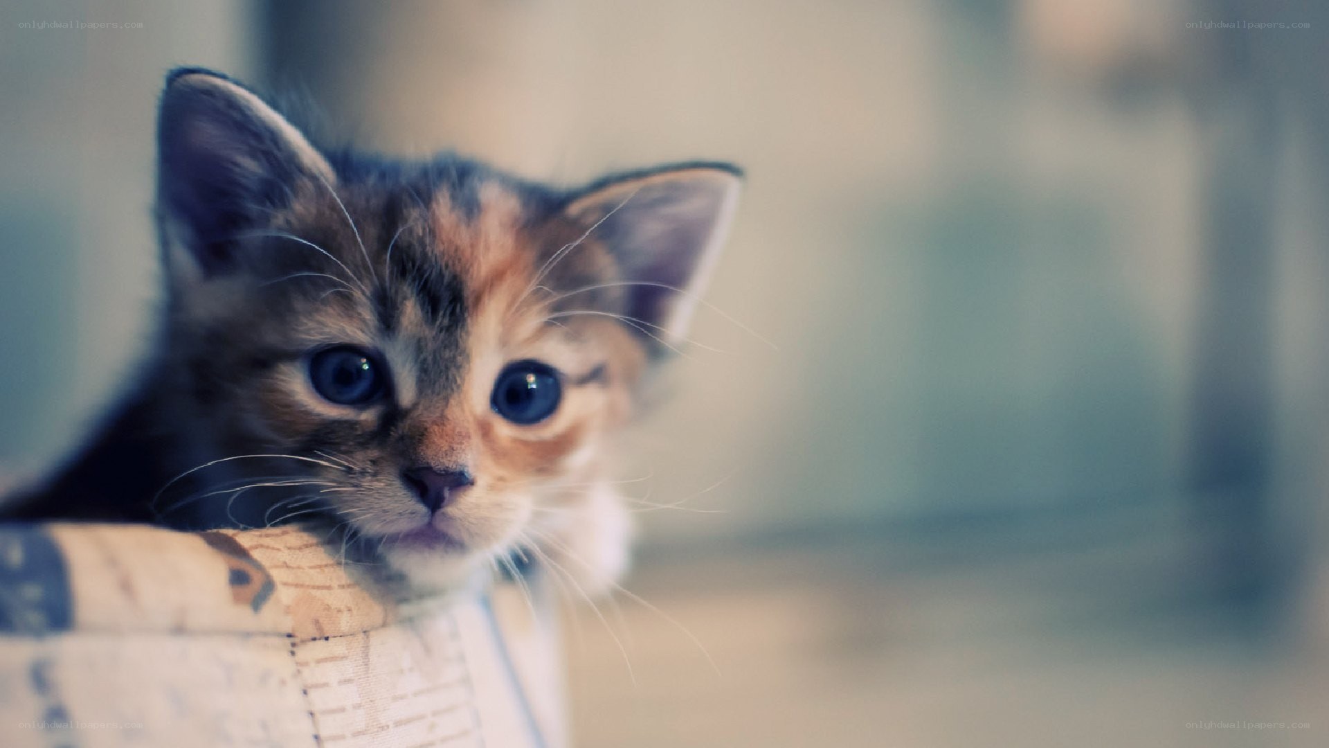 curious kitten peeking out