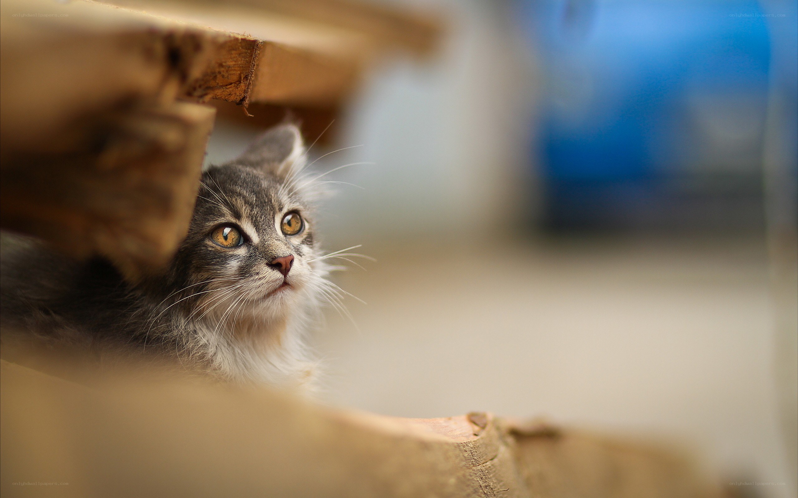 curious kitten peeking out