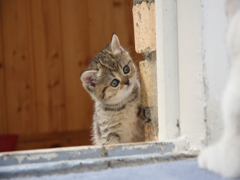 curious kitten peeking out