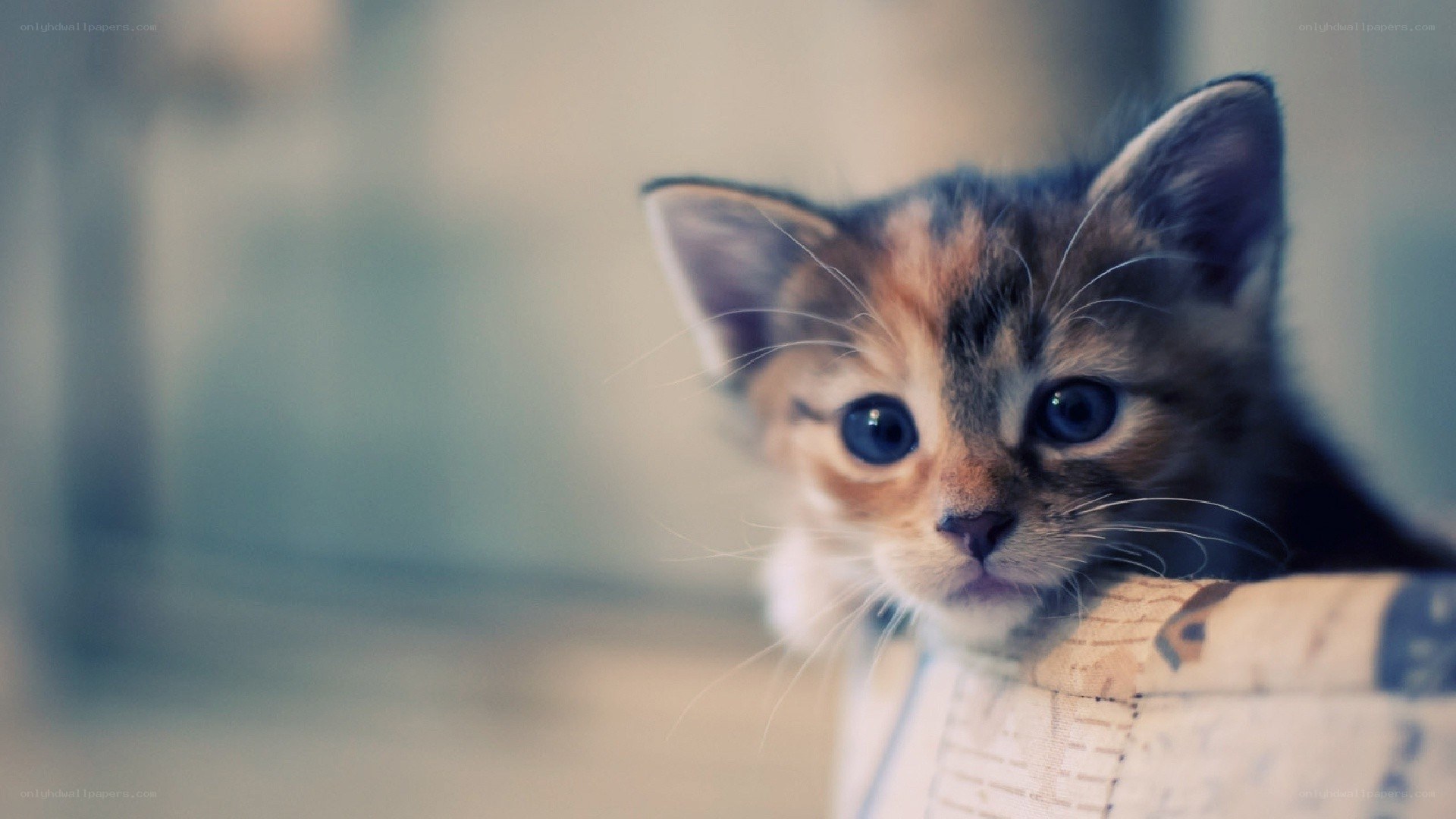 curious kitten peeking out