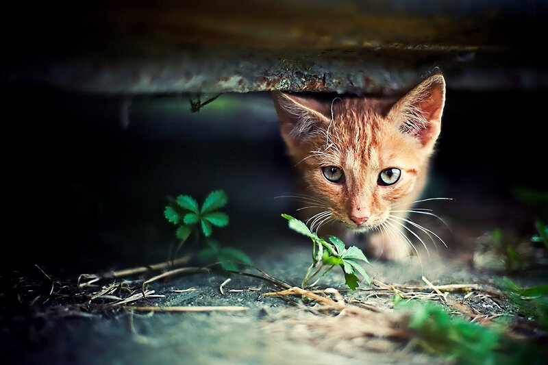 curious kitten under a shelter