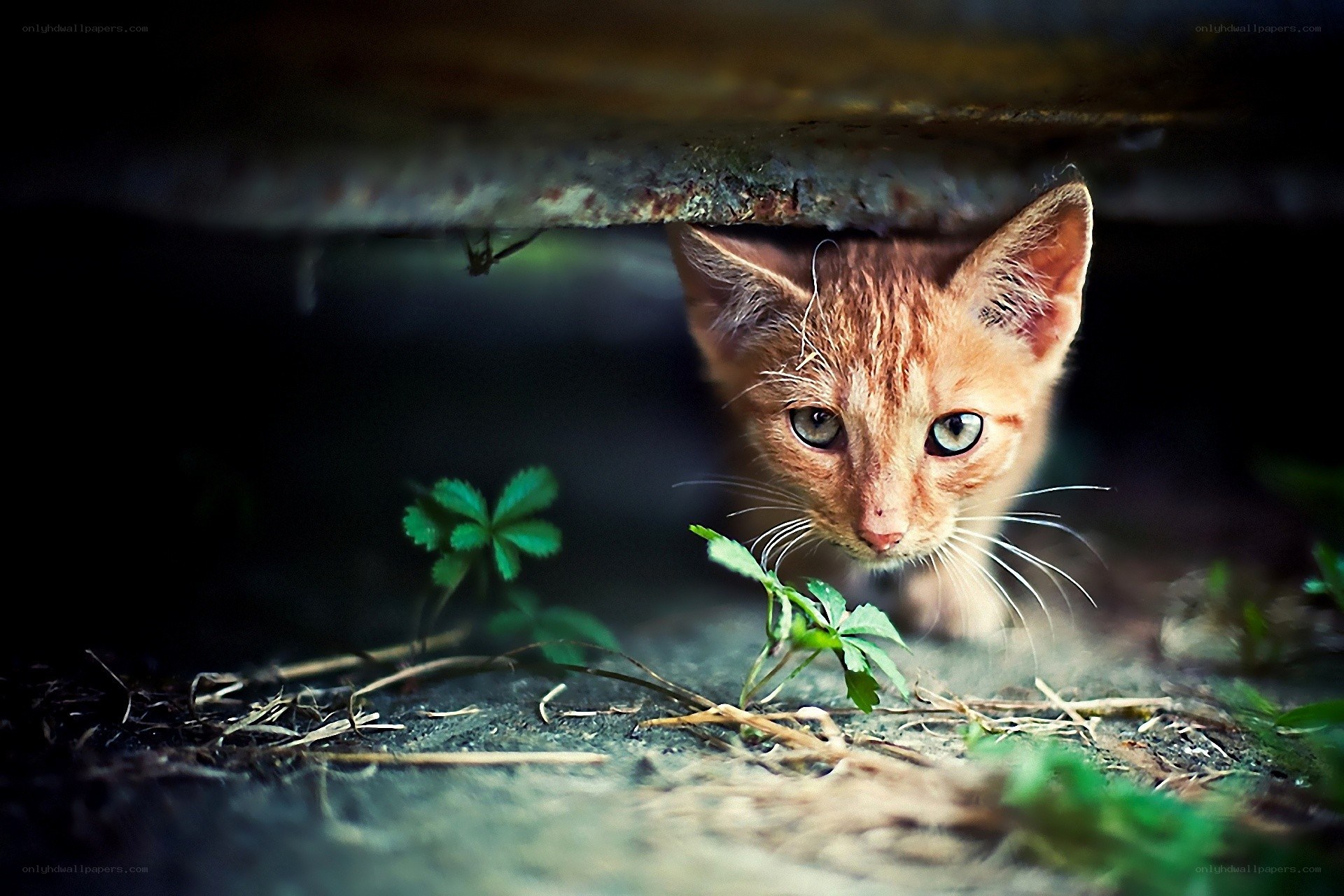 curious kitten under a shelter
