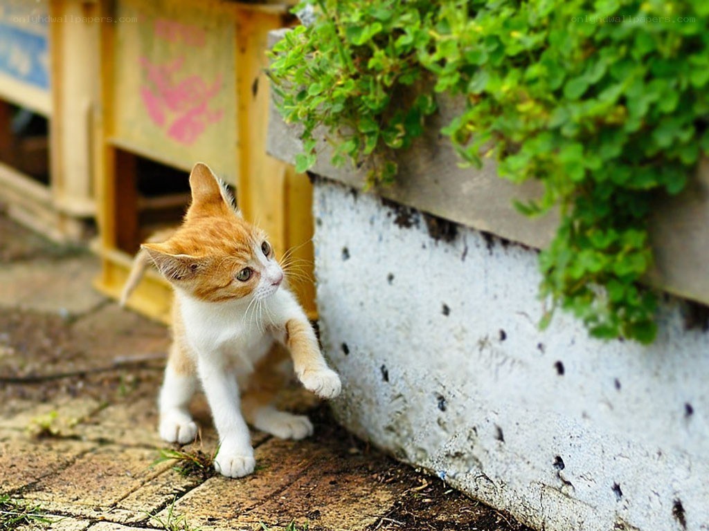 Curious orange kitten playing