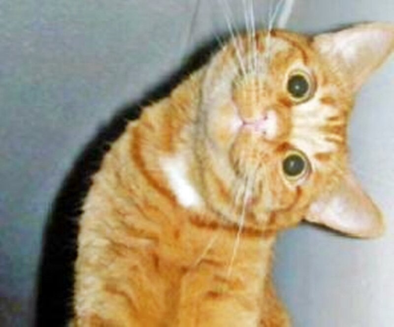 curious orange tabby cat