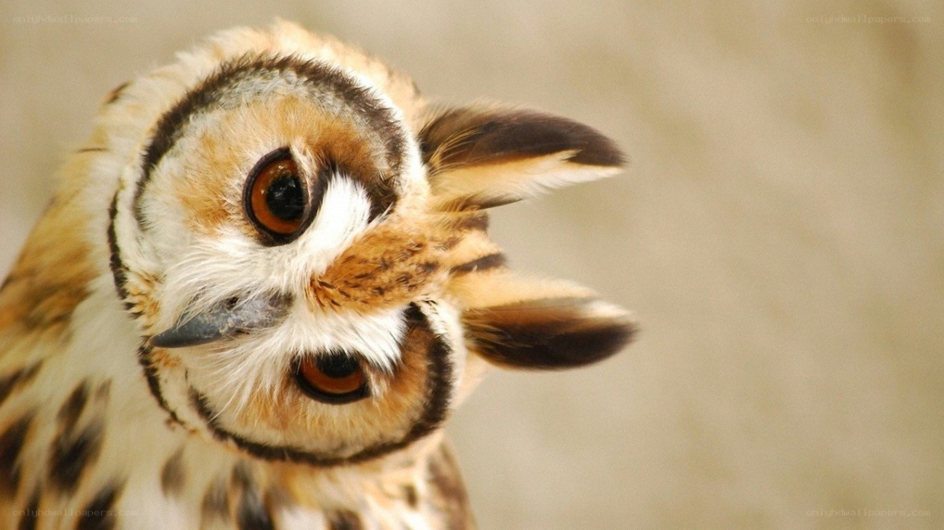 curious owl with large eyes