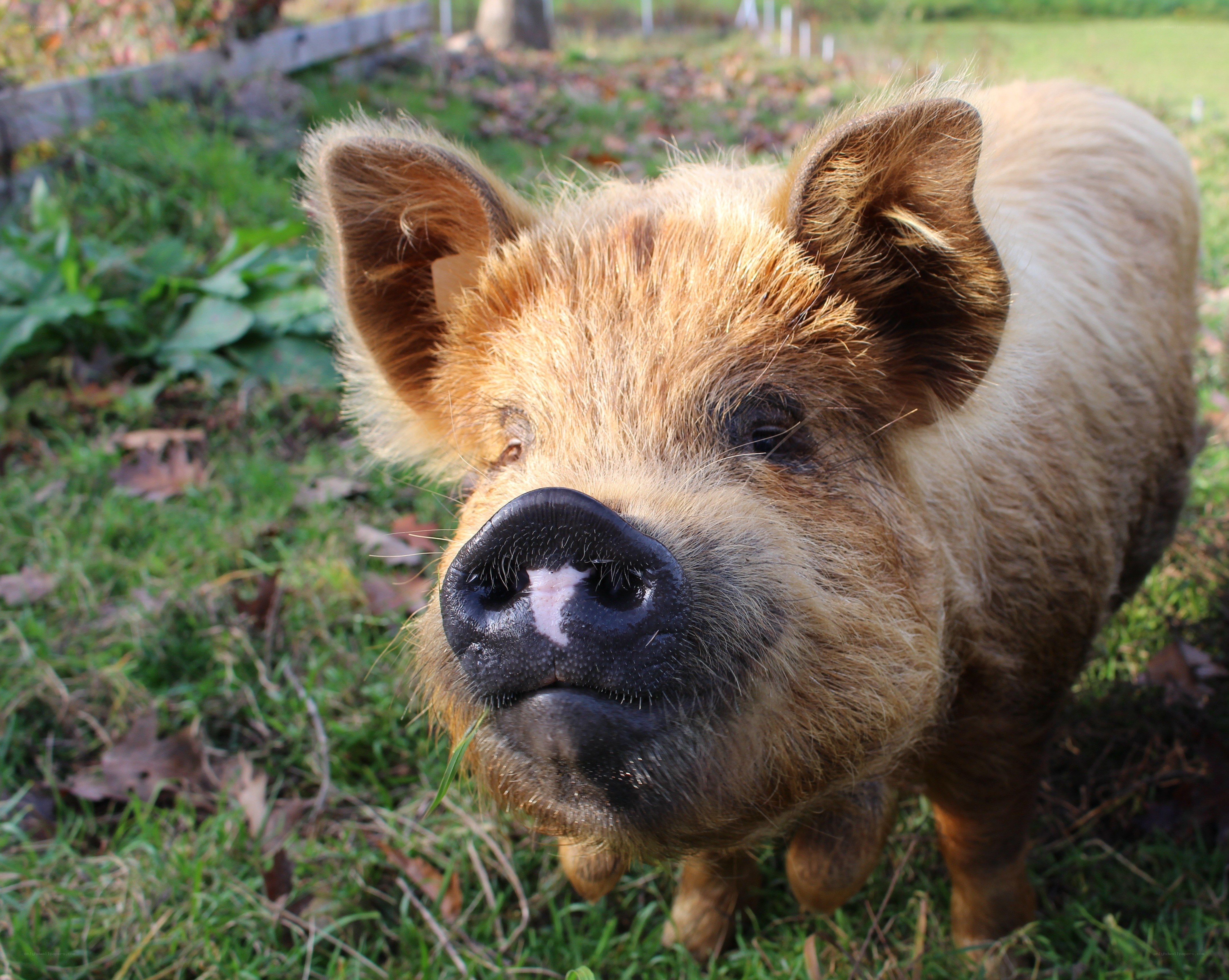 curious pig in the garden