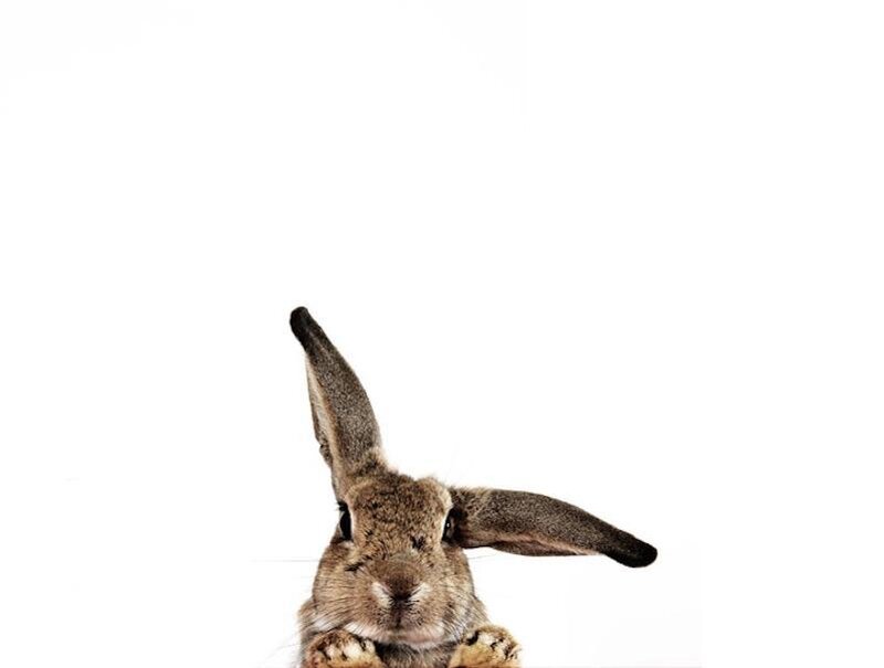 curious rabbit on white background