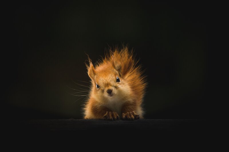 curious red squirrel