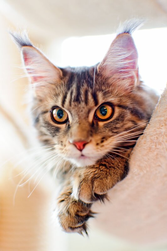 curious tabby cat looking up