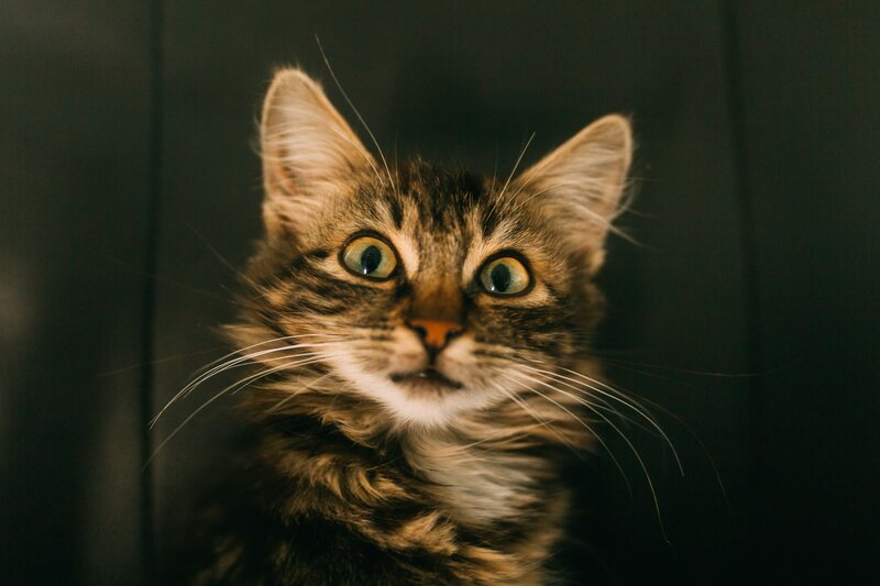 curious tabby cat