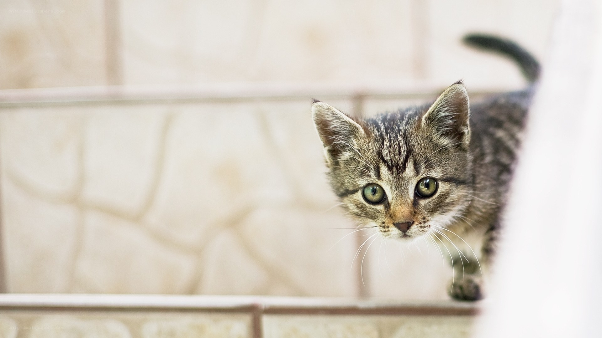 curious tabby kitten