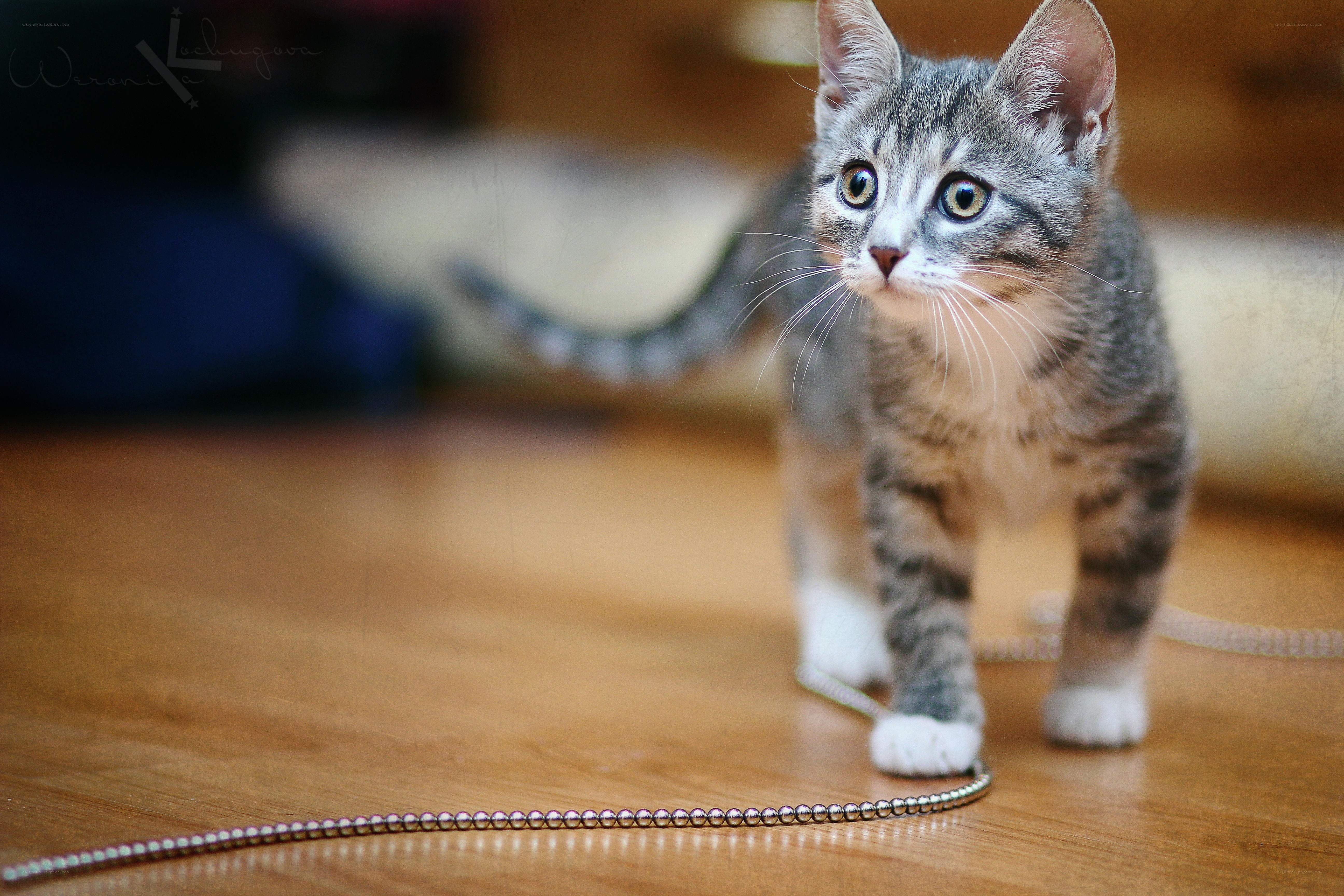 curious tabby kitten