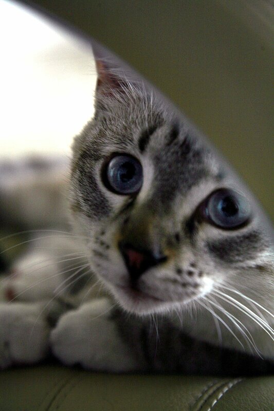 curious tabby kitten