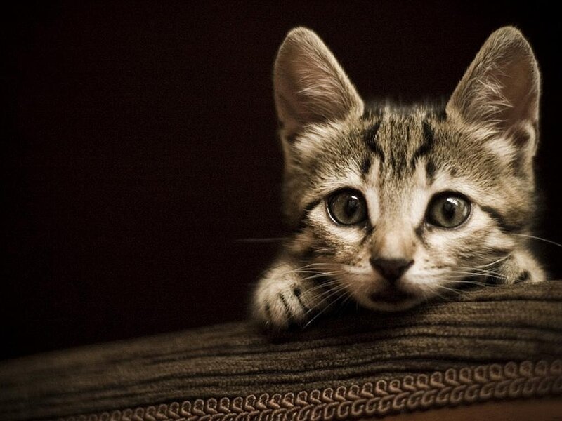 curious tabby kitten