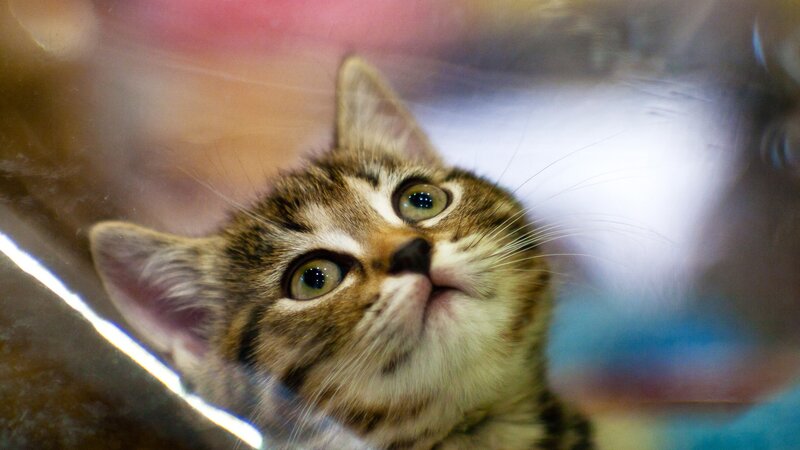 curious tabby kitten looking up