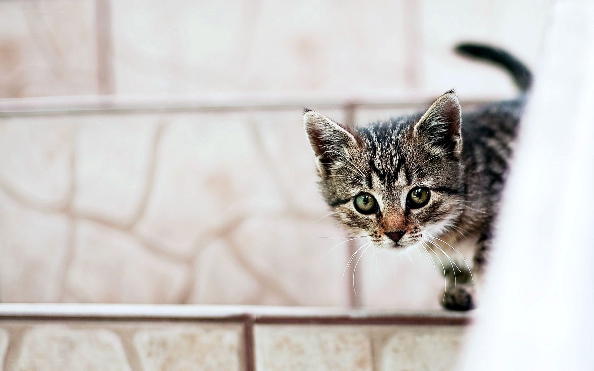 curious tabby kitten on stairs
