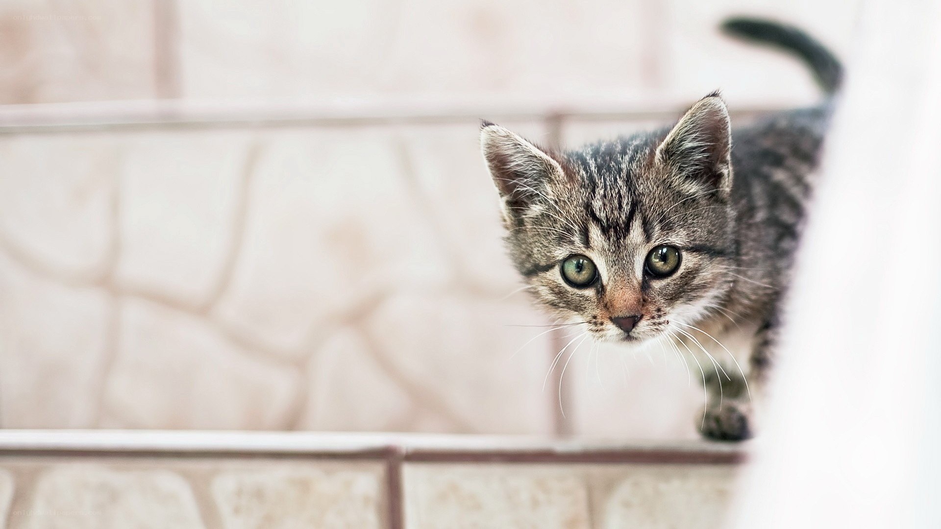 curious tabby kitten on stairs