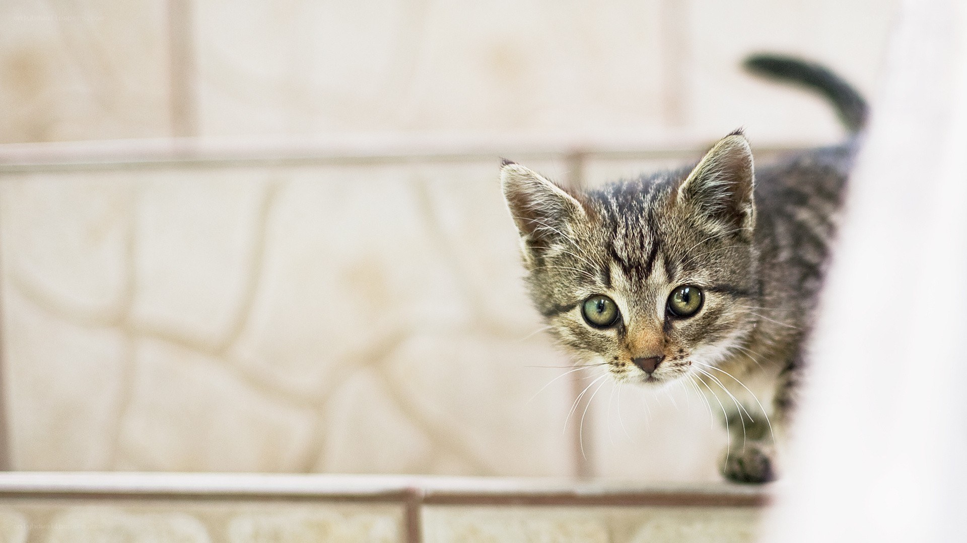curious tabby kitten on stairs