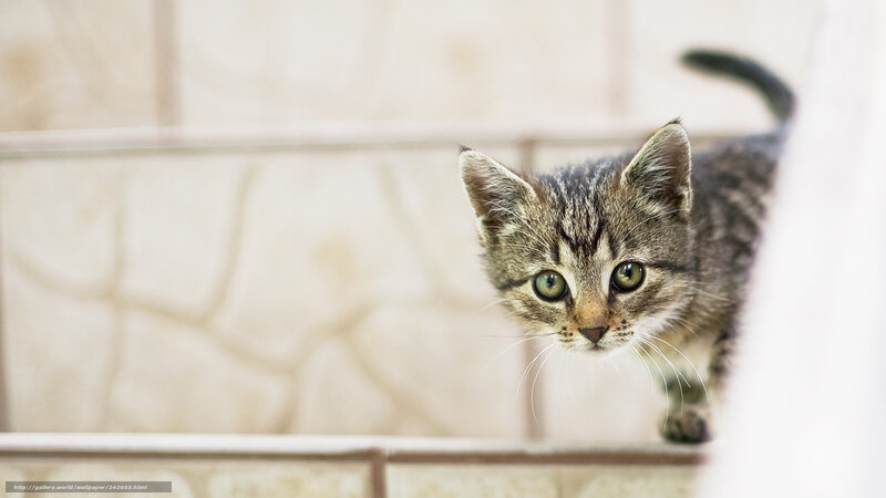 curious tabby kitten on stairs
