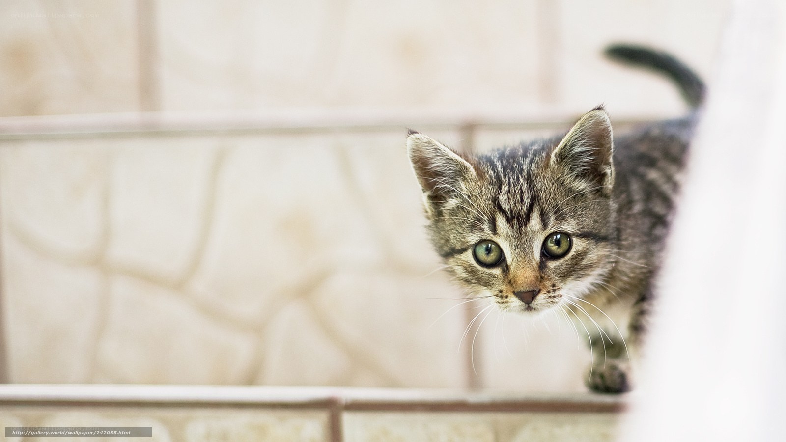 curious tabby kitten on stairs