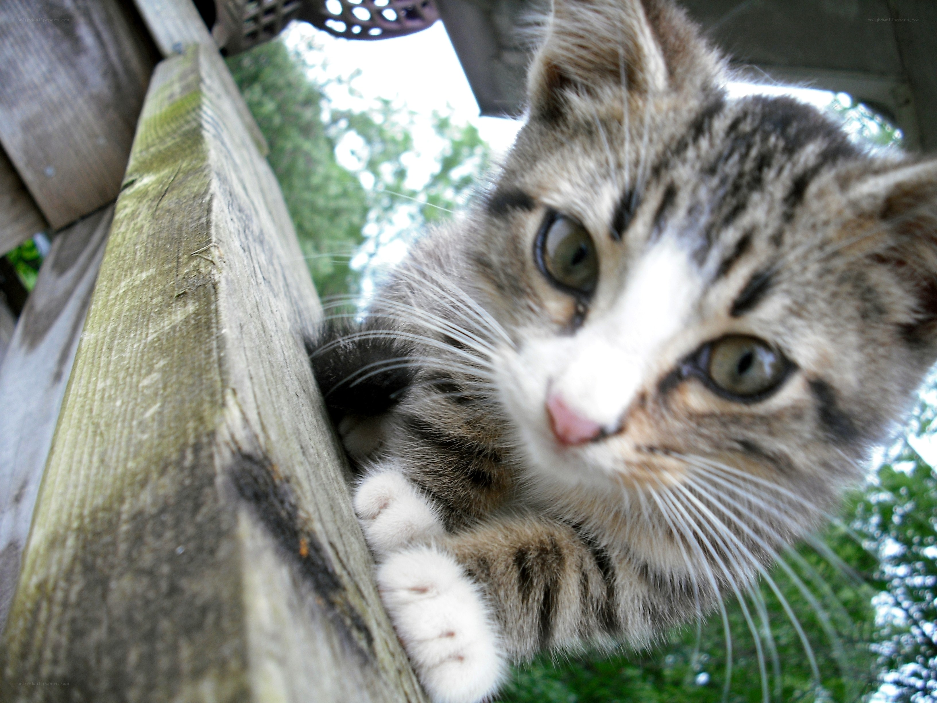 curious tabby kitten on wood