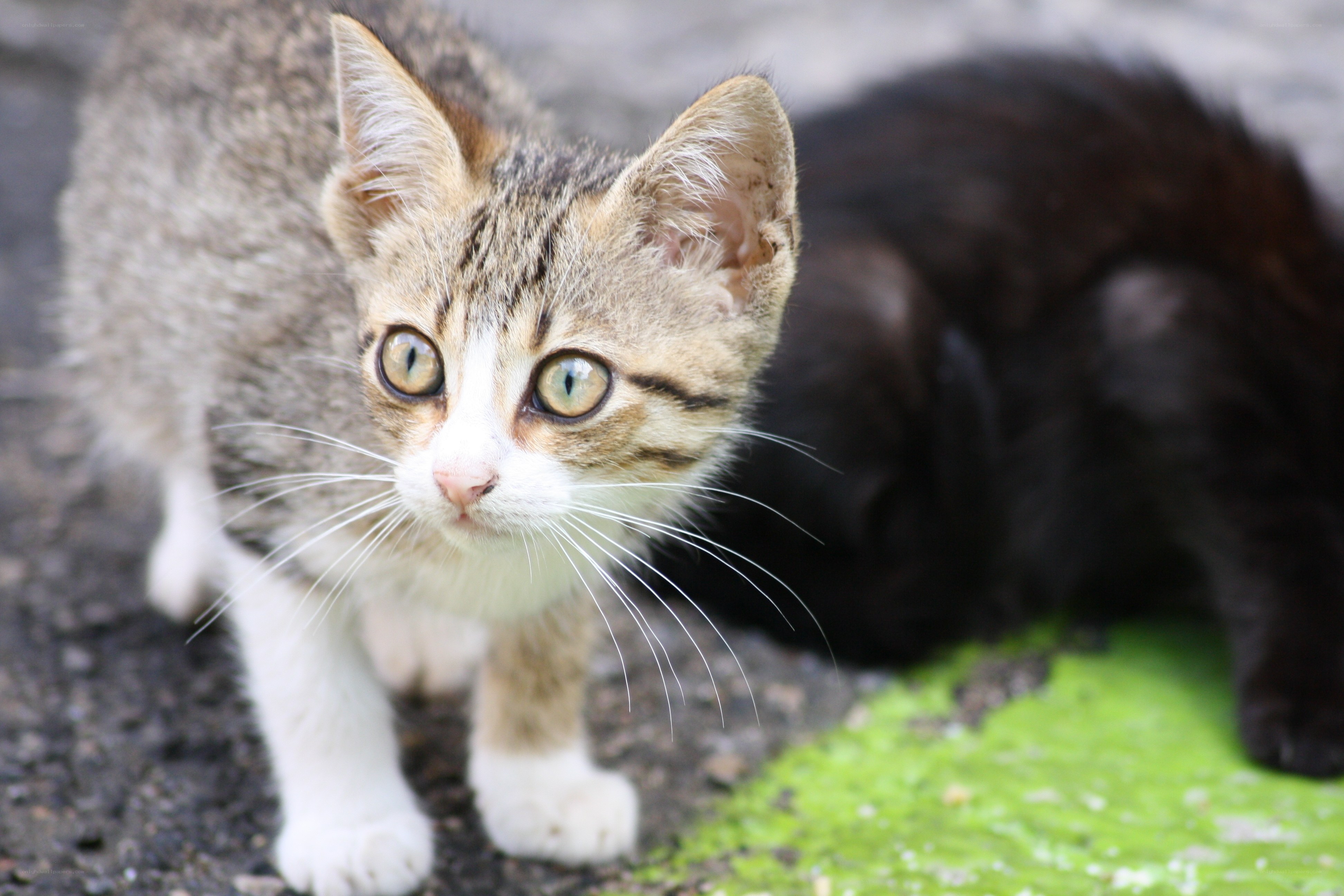 curious tabby kitten outdoors