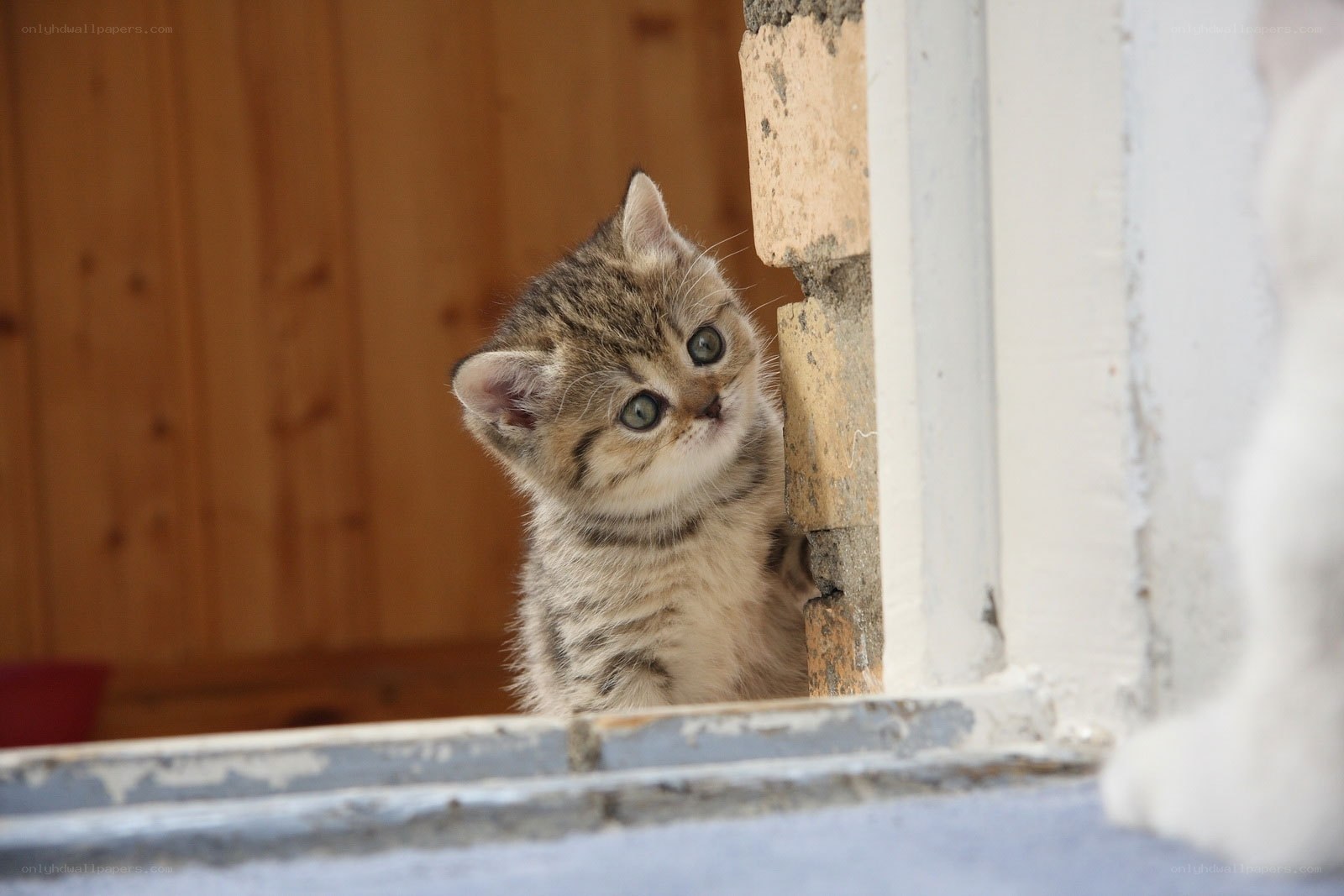 curious tabby kitten peeking