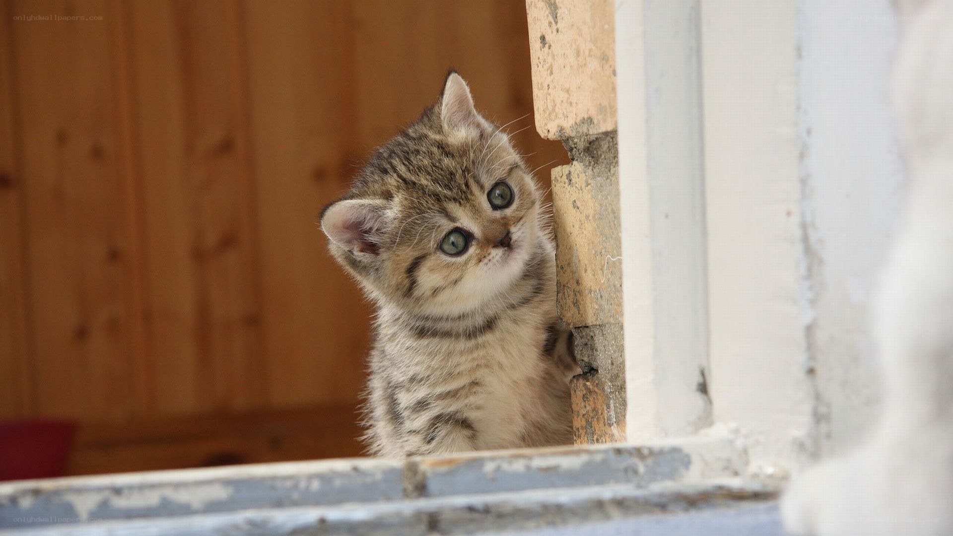 curious tabby kitten peeking