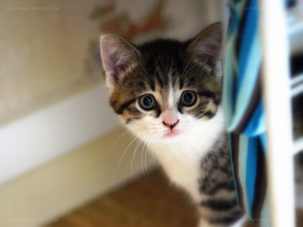 curious tabby kitten peeking